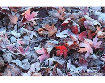 Fine Art Color Nature Photography of Red Leaves in Autumn in Missouri - "Maple Leaves and Frost 1"