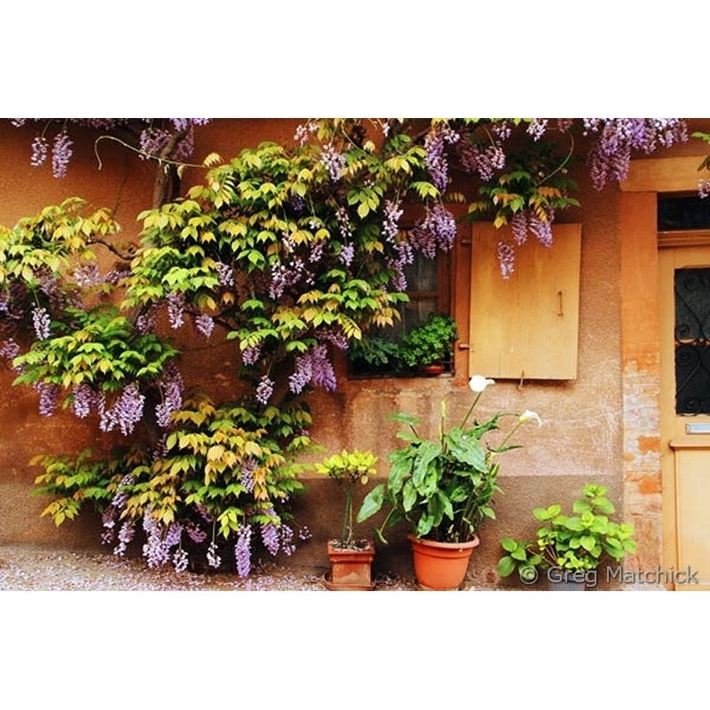 K&ouml;nnte beinhalten: Ein Terrakotta-Geb&auml;ude mit einem h&ouml;lzernen Fensterladen und einer T&uuml;r. Das Geb&auml;ude ist mit einem leuchtend violetten Glyzinien-Ranken bedeckt. Vor dem Geb&auml;ude stehen Topfpflanzen.