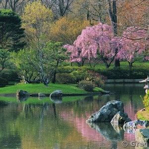 Fine Art Color Landscape Photography of Cherry Tree in Springtime Along a Lake in a Japanese Garden 2