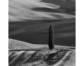 Fine Art Black & White Landscape Photography of Tuscany - "Solitary Cypress and Shadows"