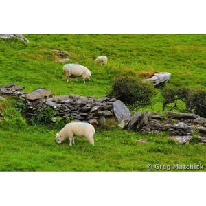 Fine Art Color Travel Photography of Grazing Sheep on the Dingle Peninsula in County Kerry Ireland