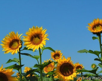 Fine Art Color Nature Photography of Yellow Sunflowers Set Against a Clear Blue Sky - "Sunflowers and Blue Sky 1"