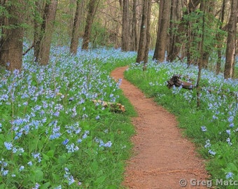 Fine Art Color Spring Landscape Photography of Missouri - "Path Among the Bluebells 1"