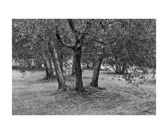 Fine Art Black & White Landscape Photography of Tuscany - "Cluster of Olive Trees in a Grove"