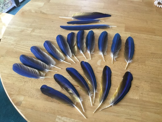 Bird Feathers Collection - Blue feathers