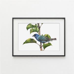 Indigo Bunting, Giclee Print, Bird, Watercolor Painting, Fine Art Print, Bird