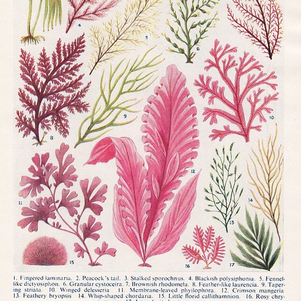 Illustration of SEA WEED seaweeds, 1950s vintage botanicals print, double sided green pink seaweed art print, coastal beach house style