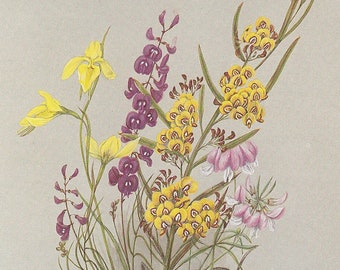 Yellow and purple flowers native to west Sydney, vintage print of botanical illustration from 1800s, floral illustration for gallery wall