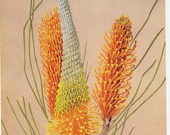 yellow Flame Grevillea Australian wildflower, 1950s vintage botanical print