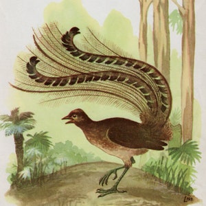 Lyre Bird Lyrebird 1950s vintage print of Australian native Bird, Bird decor