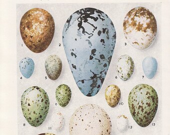 Lovely Bird eggs of British birds, 1950s vintage natural history print of bird egg collection,  Double sided print, country house decor