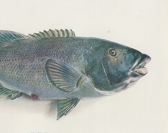 Blue Groper illustration, 1955 Australian Fish print, fish fishing decor, fisherman gift, beach house style, nautical coastal gallery wall