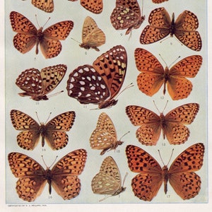 Orange spotted BUTTERFLIES, Insect entomology print with Latin names, antique 1904 butterfly specimen chart