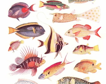 Colourful Tropical FISH print, 1950s chart of assorted fishes, fishing  fisherman style, fish specimen chart