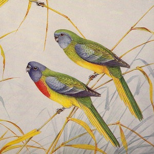 Turquiose Parrot and Scarlet-chested Parrot, colourful Parrots in gum tree, large 1980s vintage print of Australian birds