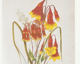 Christmas Bells with red yellow flowers, vintage print of botanical painting from 1800s, floral illustration for country cottage home