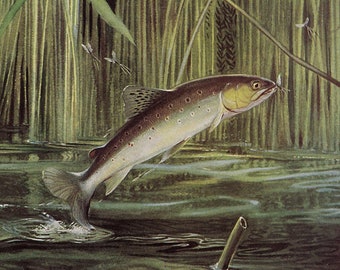 Brown Trout jumping in a stream, 1950s Australian Fish vintage print, fish fly fishing fisherman decor, hosted home decor