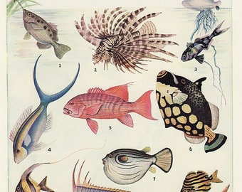 Australian FISH illustration, 1950s print of assorted fish, colourful tropical fish print, nautical coastal beach house decor