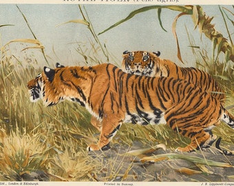 1920s Chromolithograph print of two Tigers hunting in grassland, antique illustration of African animal natural history art for gallery wall