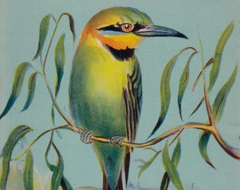 Rainbow bird vintage print, 1940s coloured lithograph of Australian native Bird, bird decor for bedroom