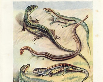 1920s Chromolithograph print of Lizards, antique illustration of assorted lizards with latin names natural history decor for gallery wall