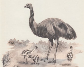 Emu with chicks print, Australian bird illustration , bird decor, 1950s vintage bird print