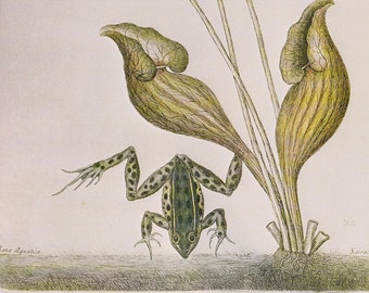 Jumping Green Frog with pink flowering plant, vintage print of antique coloured etching circa 1750, natural history decor for airbnb