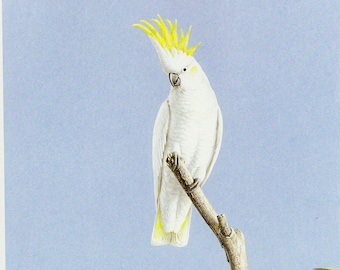 Sulphur Crested Cockatoo, vintage print of Australian bird, bird illustration for gallery wall, bird lover gift