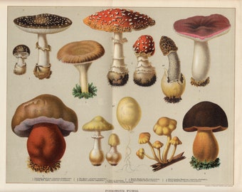 1880s Poisonous Fungi botanical illustration, Botanical art for country cottage home, antique Chromolithograph plate