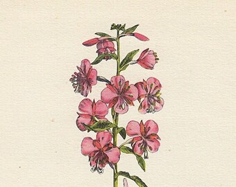 Pink Rosebay Willowherb botanical print, petite 1940s vintage illustration of British wildflower for gallery wall in hosted home or bedroom