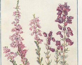 Heather and Heath botanical print, 1930s antique bookplate British wildflower illustration, purple flowers for gallery wall in airbnb