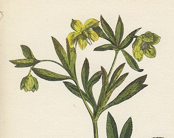 Green Hellebore botanical print, petite 1940s vintage illustration of British wildflower for gallery wall in hosted home or bedroom