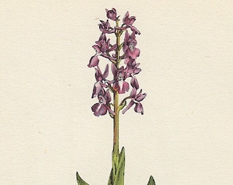 Purple Orchid botanical print, petite 1940s vintage illustration of British wildflower for gallery wall in hosted home or bedroom