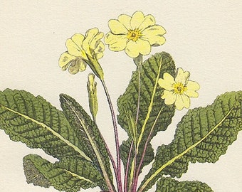 Sweet Yellow Primrose botanical print, petite 1940s vintage illustration of British wildflower for gallery wall in hosted home or bedroom