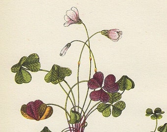 Wood Sorrel botanical print, petite 1940s vintage illustration of British wildflower for gallery wall in hosted home or bedroom