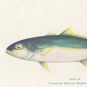 Yellowtail Kingfish print, 1955 Australian fish vintage print, fish fishing fisherman decor, coastal theme