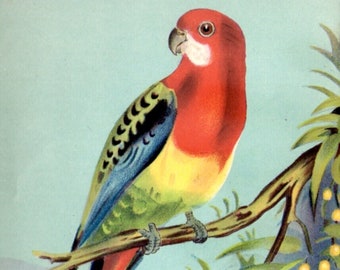 Lithographie colorée de Eastern Rosella, imprimé d’oiseau vintage des années 1940 - Décor d’oiseau australien