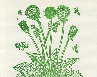 illustration of Dandelion plant flowers leaves, green botanical wood block print, 1977 vintage print of antique botanical art illustration