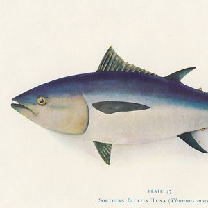 Southern Bluefin Tuna, 1955 vintage fish print, fish fishing fisherman decor, coastal theme