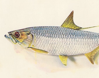 Ox Eye Herring Australian Silver Fish print, 1955 vintage print, fish fishing fisherman decor, coastal theme