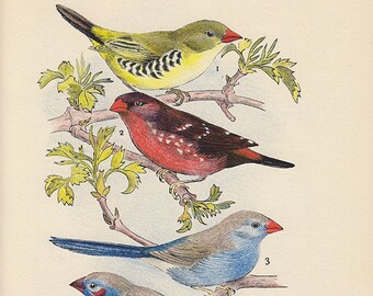 Four Waxbill birds, Avadavat Blue Breasted and Cordon Bleu, 1956 vintage print bird, gallery wall art for country cottage, bird lover gift