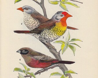 Various Red brown yellow Finches, 1956 vintage print bird birds, bird illustration, gallery wall art for country cottage, bird lover gift