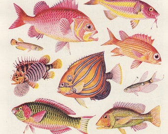 Colorful ocean FISH print, 1950s vintage print, pink orange bronze tropical fish print for coastal beach house decor