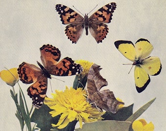 Orange yellow butterflies on yellow flowers, entomology print, 1904 Antique print butterfly specimen chart 1, butterfly wall art