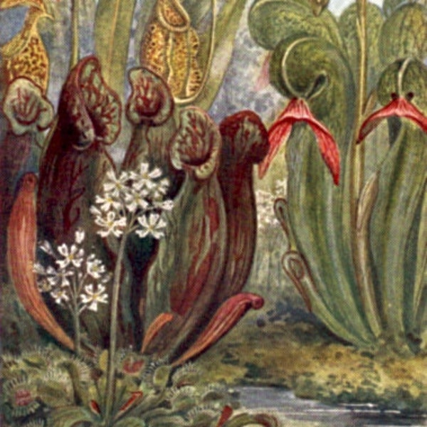 Antique BOTANICAL print Carnivorous plants Insectivorous plants