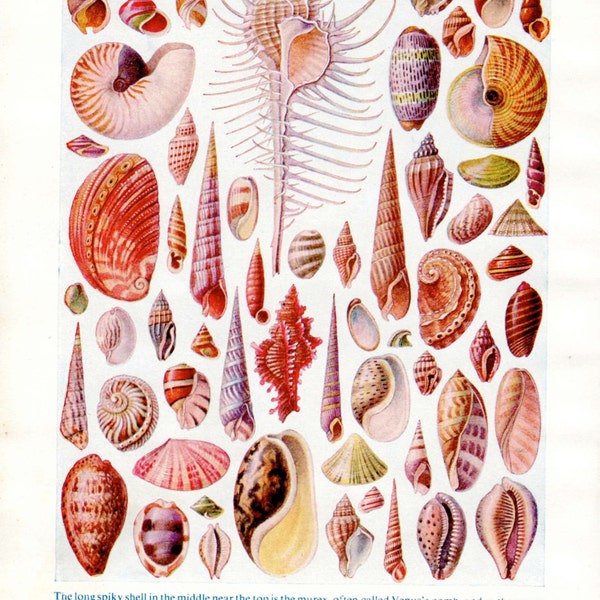 Gorgeous Shell print, vintage sea shells print for bedroom decor