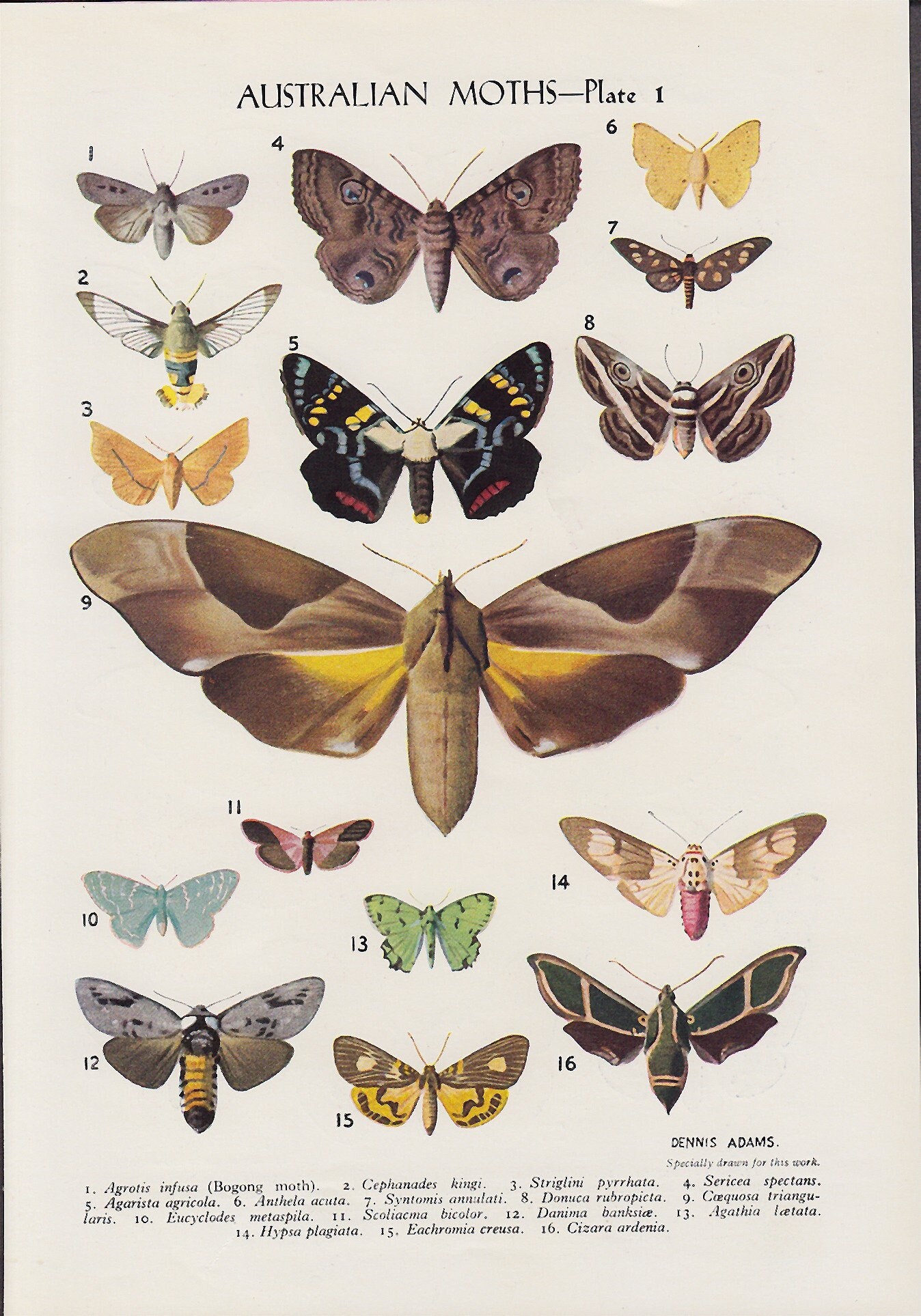 Top 92+ about moths of australia hot - daotaonec