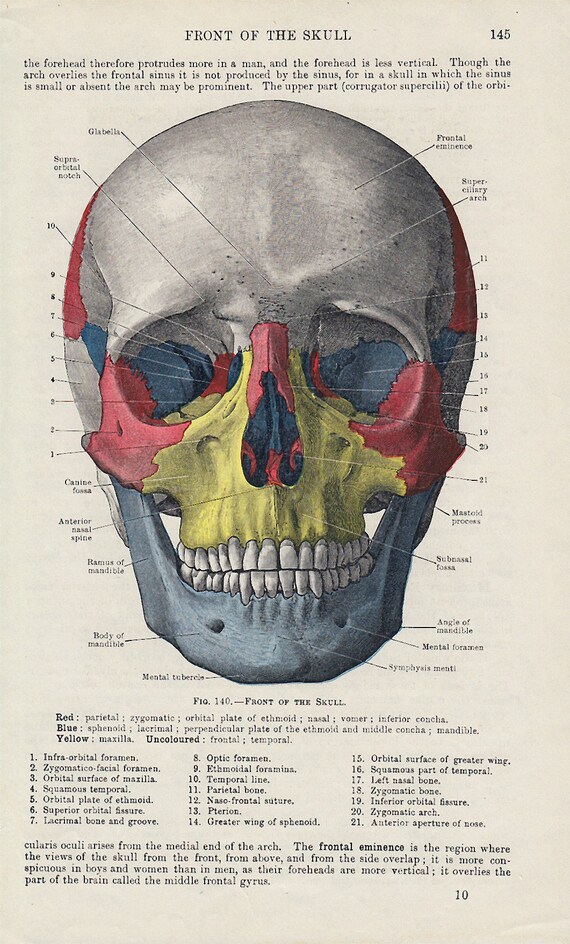 Skull Diagram Front