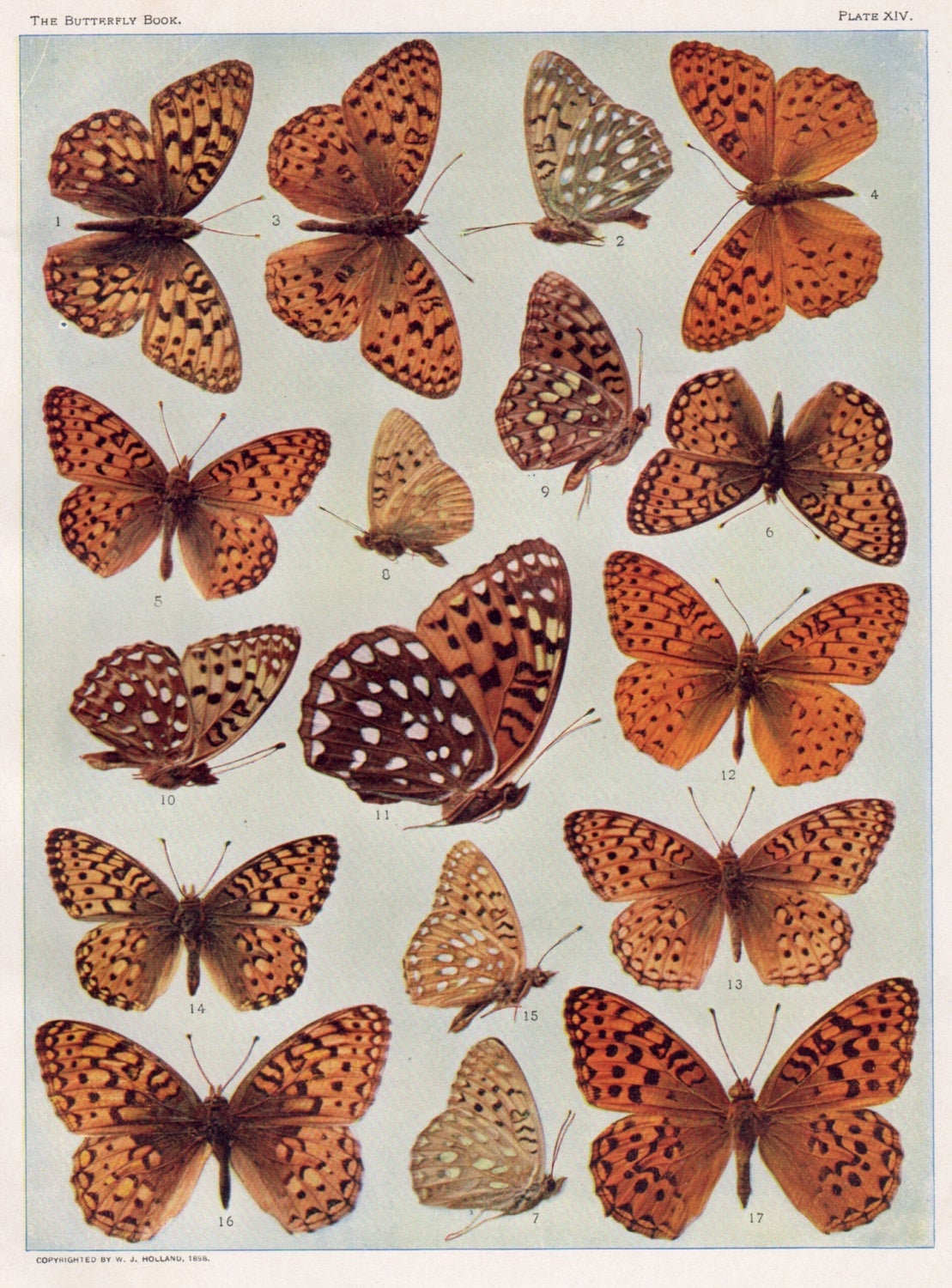 Orange BUTTERFLIES Insect entomology print with Latin names Etsy