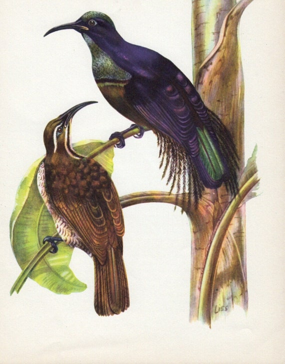 Magnificent Riflebird Australian Bird Print Vintage Birds Etsy